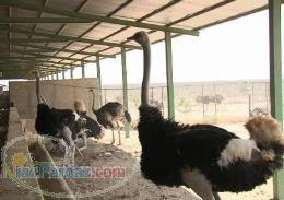 فروش یک واحد مزرعه پرورش شتر مرغ با کلیه امکانات و تخصصهای مرتبط آماده بهره برداری 