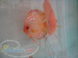 فروش جفت مولد زیبا و کوچکتر 