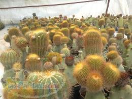 خرید و فروش انواع کاکتوسها و گیاهان گوشتی