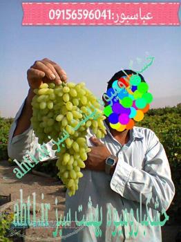 مركز تامين فروش انگور صادراتى ايران كاشمر