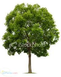 فروش و کاشت انواع نهال در سطح کرج وتهران