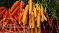 فروش هویج زردک (شسته شده)