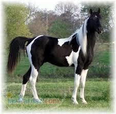 فروش اسب عرب