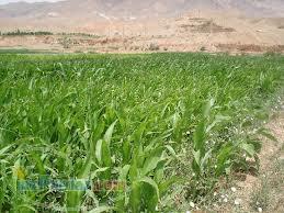 فروش ذرت علوفه ای در تبریز و بستان آباد 