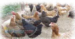فروش جوجه محلی 20 تا 30 روزه 