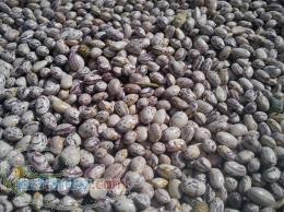 فروش لوبیا چیتی Buy bean 