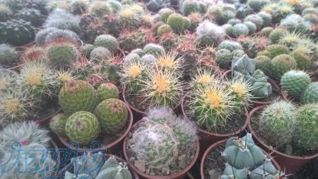فروش عمده انواع کاکتوس ها با قیمت مناسب