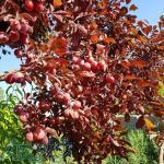 فروش نهال میوه و زینتی