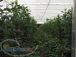 فروش قلمه گل رز هلندی 