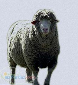 نرم افزار مدیریتی دامداری سبک