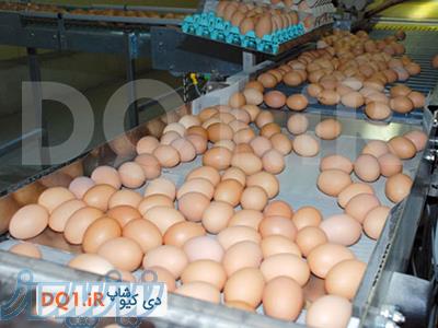 فروش انواع تخم نطفه دار و تخم مرغ خوراکی پوسته قهوه ای
