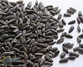 فروش انواع تخمه آفتابگردان وکدو بصورت خام 