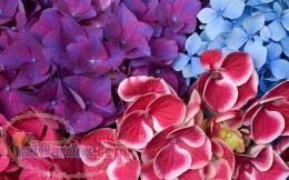 فروش یا معاوضه زمین باغ