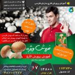 پرورش قارچ در منزل بدون سرمایه