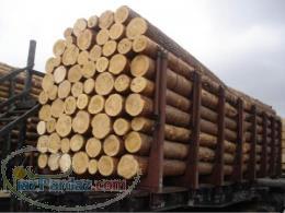 فروش چوب صنوبر پوست کنده بون گره با بهترین کیفیت 