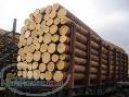 فروش چوب صنوبر پوست کنده بون گره با بهترین کیفیت 