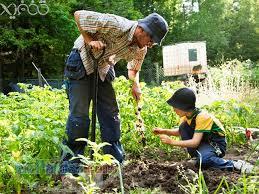 خريدپستي آموزش اسرار باغبانی آموزش اصول باغبانی و گل کاری طراحی فضای سبز