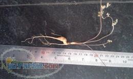 نشا گیاه داروی باریجه و بذر فتقد خواب با درصد جوانه زنی 100 درصد 