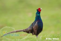 فروش قرقاول