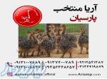 فروش جوجه شتر مرغ 10 روزه یک ماهه و پرواری  در اصفهان