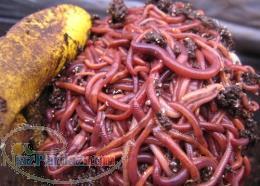 خرید و فروش ورمی کمپوست و کرم خاکی