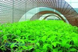 فروش و مشارکت در کاشت گیاهان دارویی 