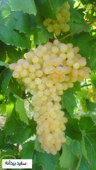 نهالستان انگور- نهال انگور- uzum sitili
