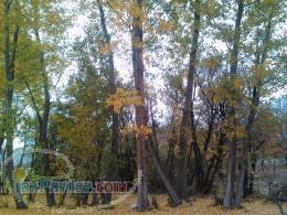 فروش فوری زمین 487 متر مربع در نزدیکی منطقه آزاد انزلی 