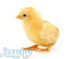 فروش جوجه مرغ یکروزه  ، جوجه مرغ گوشتی و جوجه مرغ بومی