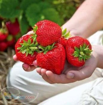 فروش بوته و نشاء توت فرنگی سلوا 