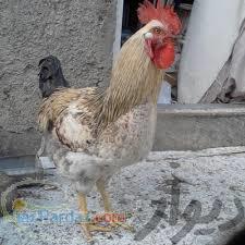 فروش خروس رسمی وبومی