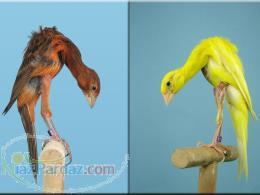 ترموستات دار و فن دار بخاری کازی عالی 