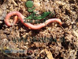 خرید و فروش تضمینی کود ورمی کمپوست و کرم ایزینیا فتیدا