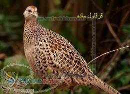 ارزانترین قیمت قرقاول در ایران