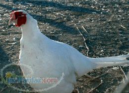 فروش قرقاول سفید هلندی با مناسب ترین قیمت