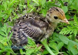 فروش جوجه بوقلمون در مشهد