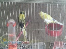 فروش قناری رسمی بلند 