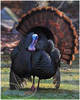 09151006923پیش فروش شترمرغ شترمرغ پرواری درمشهد