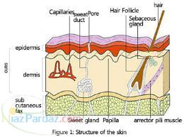 کارگاه های آموزشی مراقبت پوست و مو work shop skin care
