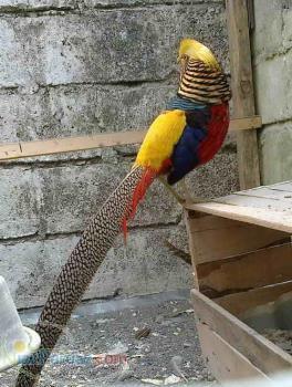 فروش انواع قرقاول-طاووس-مرغ و خروس زينتي و