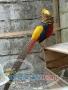 فروش انواع قرقاول-طاووس-مرغ و خروس زينتي و