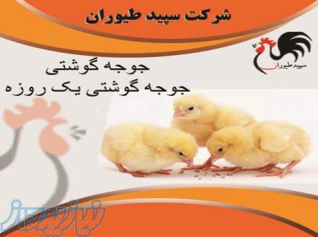 فروش جوجه مرغ گوشتی یک روزه با قیمت رقابتی و کیفیت عالی