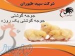 فروش جوجه مرغ گوشتی یک روزه با قیمت رقابتی و کیفیت عالی
