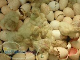 فروش جوجه بوقلمون