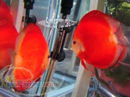 تکثیر و پخش عمده ماهیان زینتی