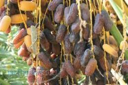 خرما پیارم اعلاء - خرما مضافتی  خاسویی  آلو خوانسار 