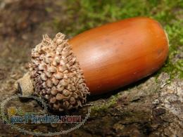 خرید و فروش بلوط 