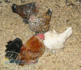 فروش مرغ و خروس و کبوتر زینتی 