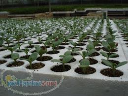 فروش انواع نشا 