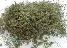 فروش آویشن باغی (Thymus vulgaris) 